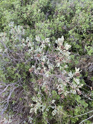 Cistus albidus