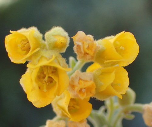 Image of Hermannia holosericea by (c) Nicola van Berkel, some rights reserved (CC BY-SA)