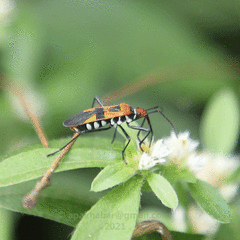 Dysdercus