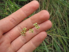 Psammotropha