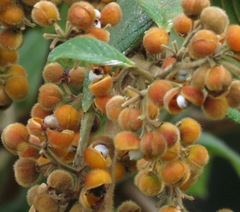 Davilla nitida