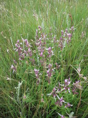 Syncolostemon stenophyllus