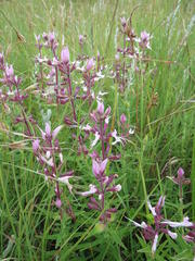 Syncolostemon stenophyllus