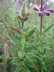 Syncolostemon stenophyllus