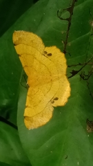 Hyperythra