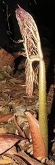 Dracontium pittieri image