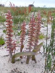 Lachenalia variegata