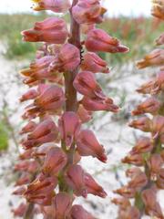 Lachenalia variegata