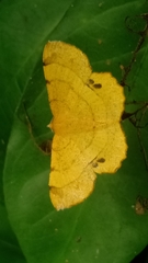 Hyperythra