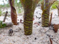 Lachenalia variegata