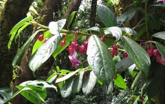 Drymonia conchocalyx