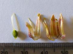 Lachenalia variegata