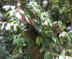 Drymonia conchocalyx