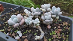 Pachyphytum oviferum