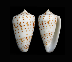 Conus angioiorum