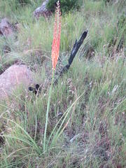 Kniphofia laxiflora