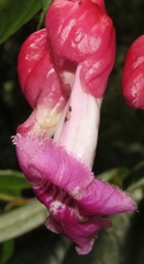 Drymonia conchocalyx