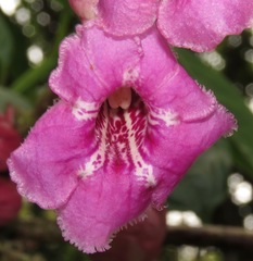 Drymonia conchocalyx