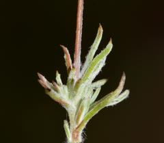 Leysera gnaphalodes