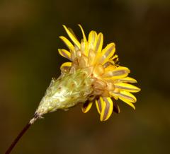 Leysera gnaphalodes