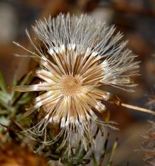 Leysera gnaphalodes