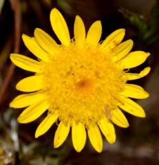 Leysera gnaphalodes