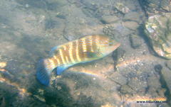 Anchichoerops natalensis