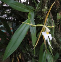 Epidendrum nocturnum