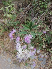 Vernonanthura squamulosa