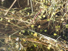 Halerpestes sarmentosa