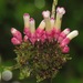 Schlegelia fastigiata - Photo (c) Rich Hoyer, algunos derechos reservados (CC BY-NC-SA), subido por Rich Hoyer