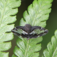 Ricanoptera fenestrata