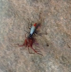 Tachypompilus analis