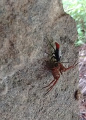 Tachypompilus analis