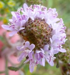Phyllopodium cephalophorum