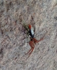 Tachypompilus analis