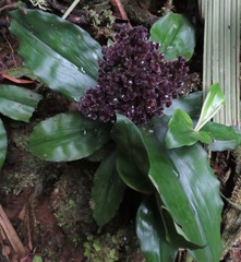 Floscopa robusta image