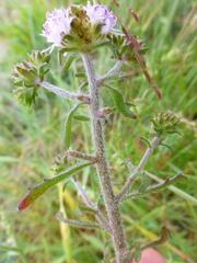 Phyllopodium cephalophorum