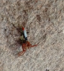 Tachypompilus analis