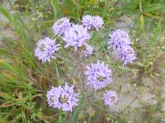Phyllopodium cephalophorum