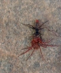 Tachypompilus analis