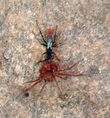 Tachypompilus analis