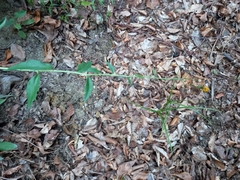 Hieracium laevigatum