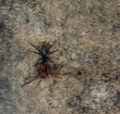 Tachypompilus analis