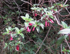 Fuchsia microphylla hemsleyana