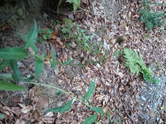 Hieracium laevigatum