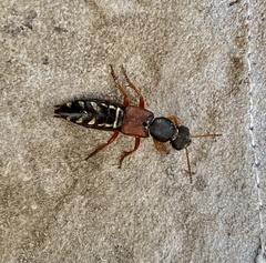 Staphylinus caesareus