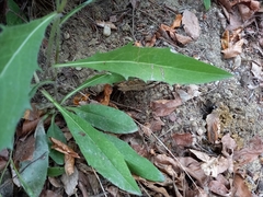 Hieracium laevigatum
