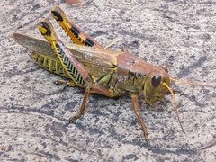 Melanoplus differentialis