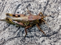 Melanoplus differentialis